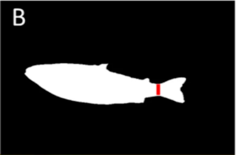 A pixel-accurate segmentation mask of the fish