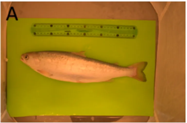 A fish photographed on a cutting board